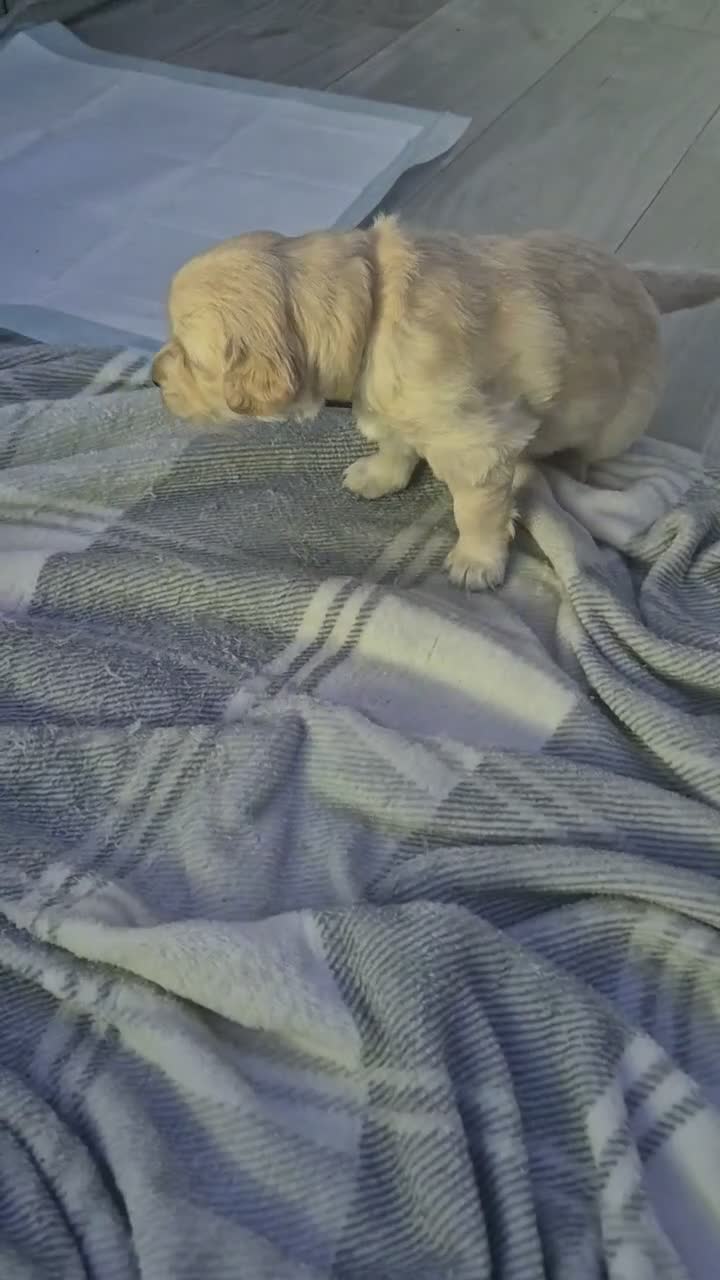 Golden Retriever dogs for sale: 1 female  5* Home-Raised Golden Retriever Puppies - Video 1
