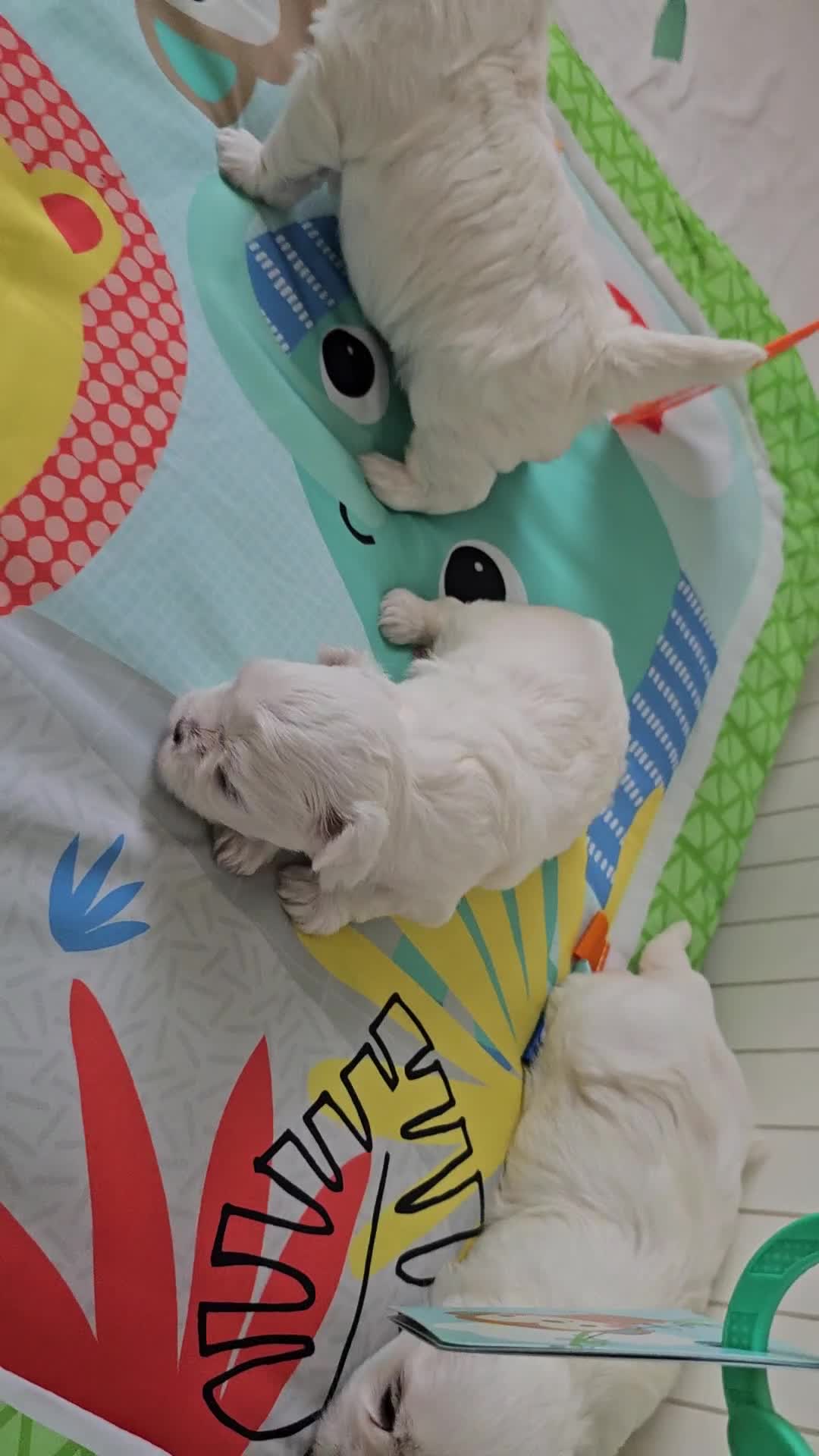 Maltese dogs for sale: MALTESE💖KC.Registered,5 generation pedigree🩵 🐩 - Video 2