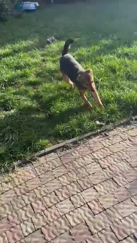 Mixed Breed dogs for adoption: ❤️🐶 RAPUNZEL – 1 year old gentle model❤️🐶  - Video 2