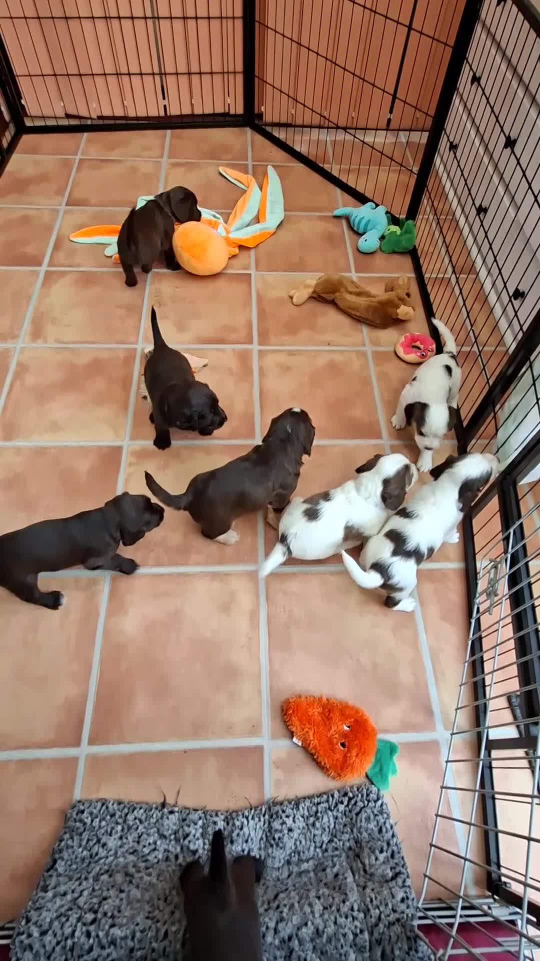 Cocker Spaniel dogs for sale: Gorgeous litter of Cocker Spaniel Puppies - Video 1