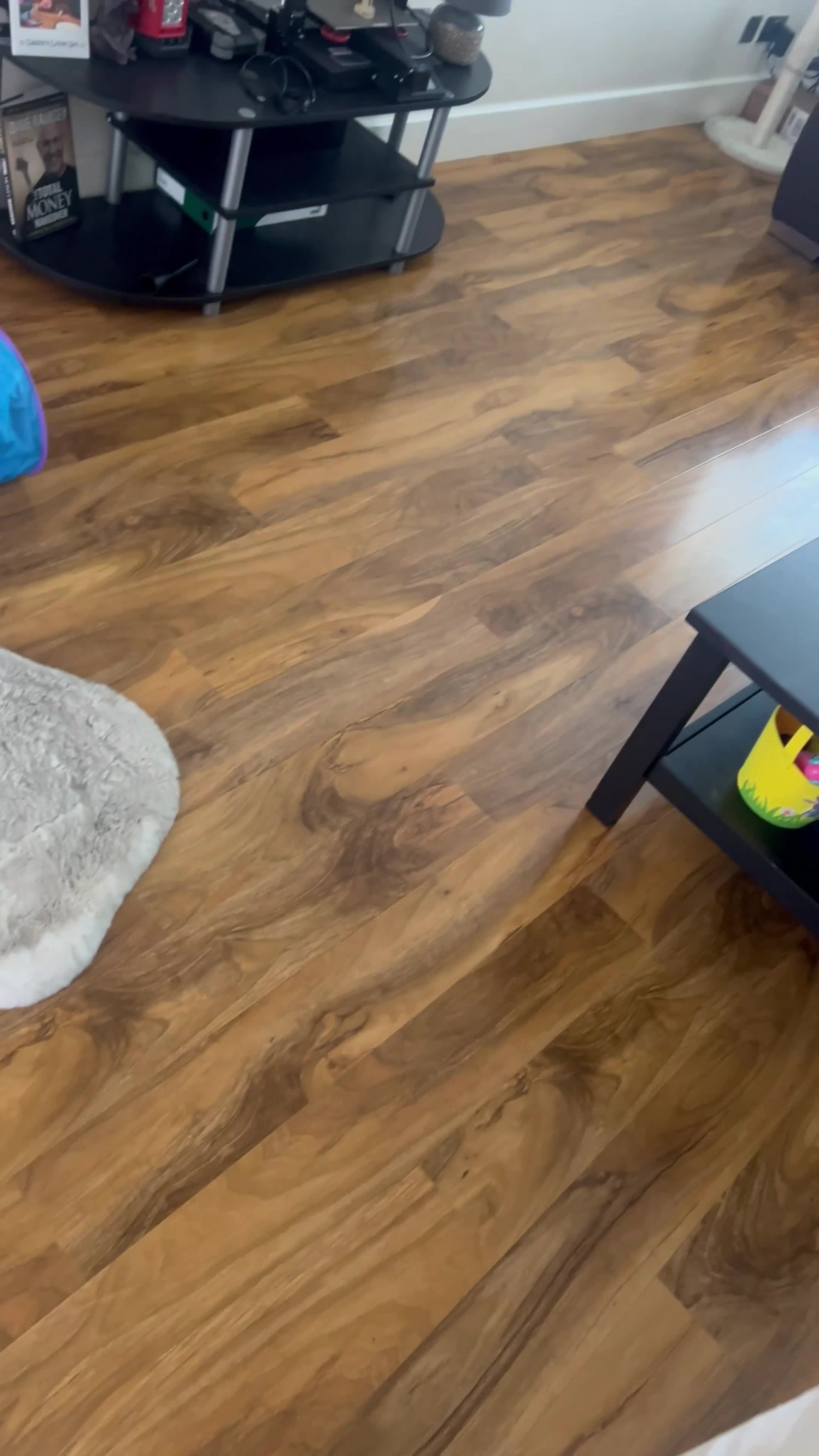 Bombay cats for sale: Bombay Male, Tripod, 6yo - Video 1