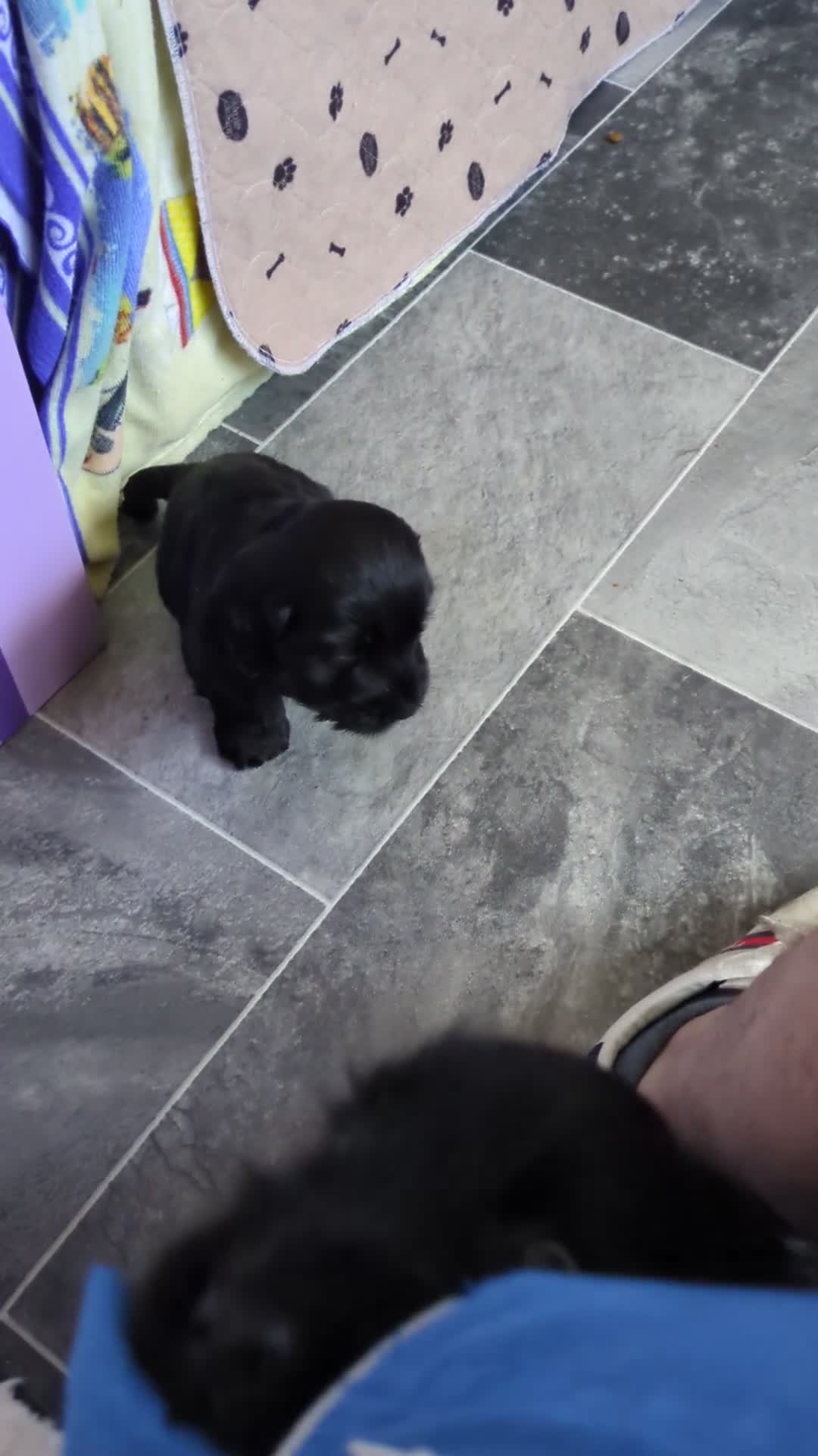 Cocker Spaniel dogs for sale: KC Registered Show Type Cocker Spaniels  - Video 2
