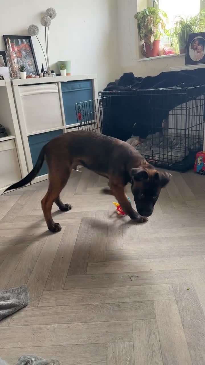 Mixed Breed dogs for sale: Malfoy - Belgian Husky Cross - Video 1