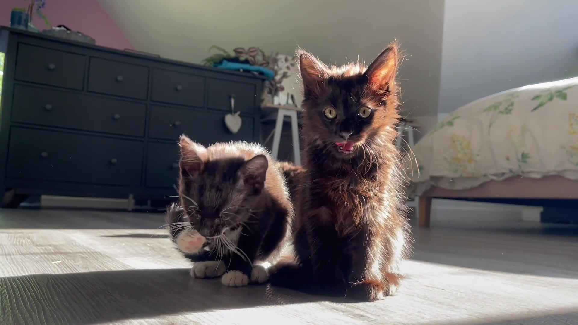 Norwegian Forest Cat cats for sale: Norwegian Forrest kittens 🐈‍⬛  - Video 1