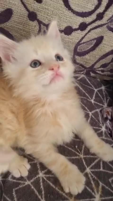 Maine Coon cats for sale: 2 Stunning Cream Pedigree Mainecoons Available  - Video 5