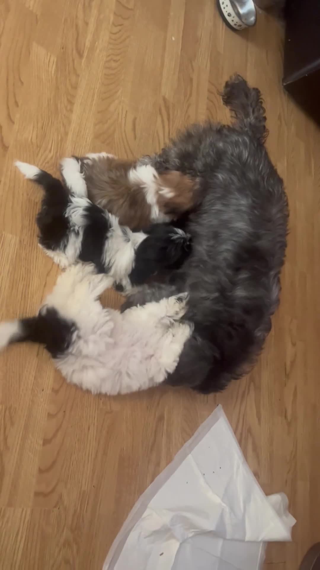 Shorkie dogs for sale: Shorkie - Video 2