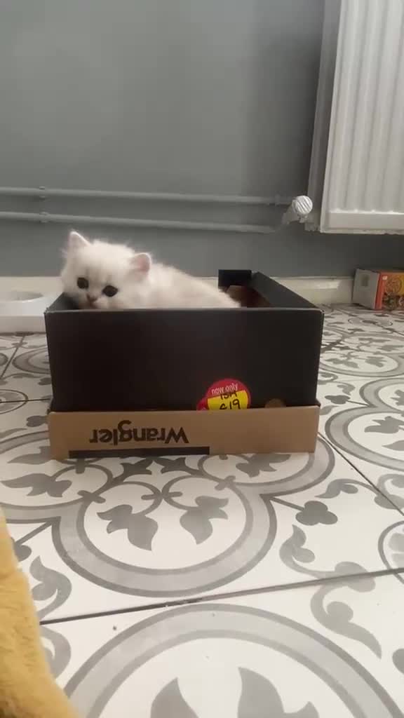 British Longhair cats for sale: SILVER CHINCHILLA GIRLS -HEALTH TESTED PARENTS - Video 1