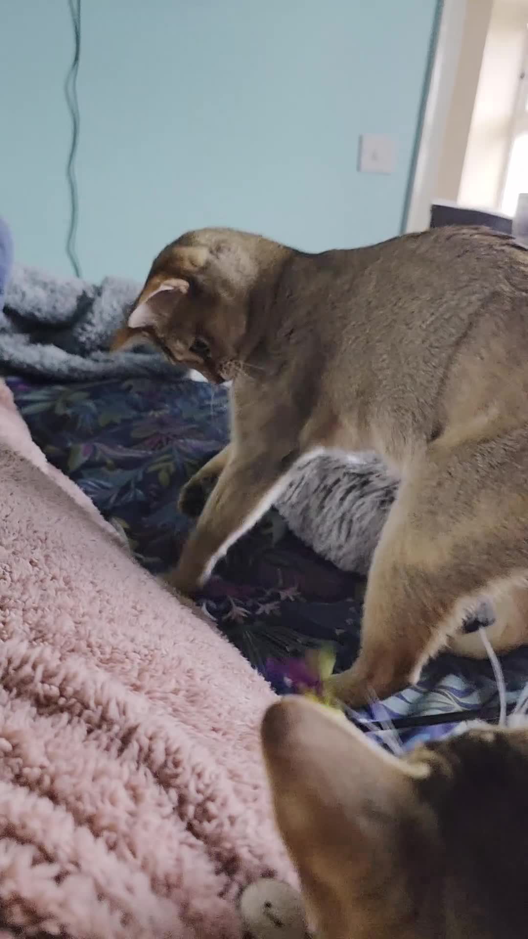 Singapura cats for sale: Accidental Singapura x Abyssinian x Moggie in Lowestoft - Video 1