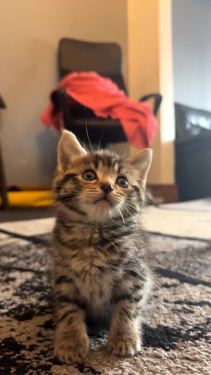 Mixed Breed cats for sale: Tabby kitten  - Video 1
