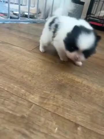 Pomeranian dogs for sale: Beautiful black and white Pomeranian girl  - Video 1