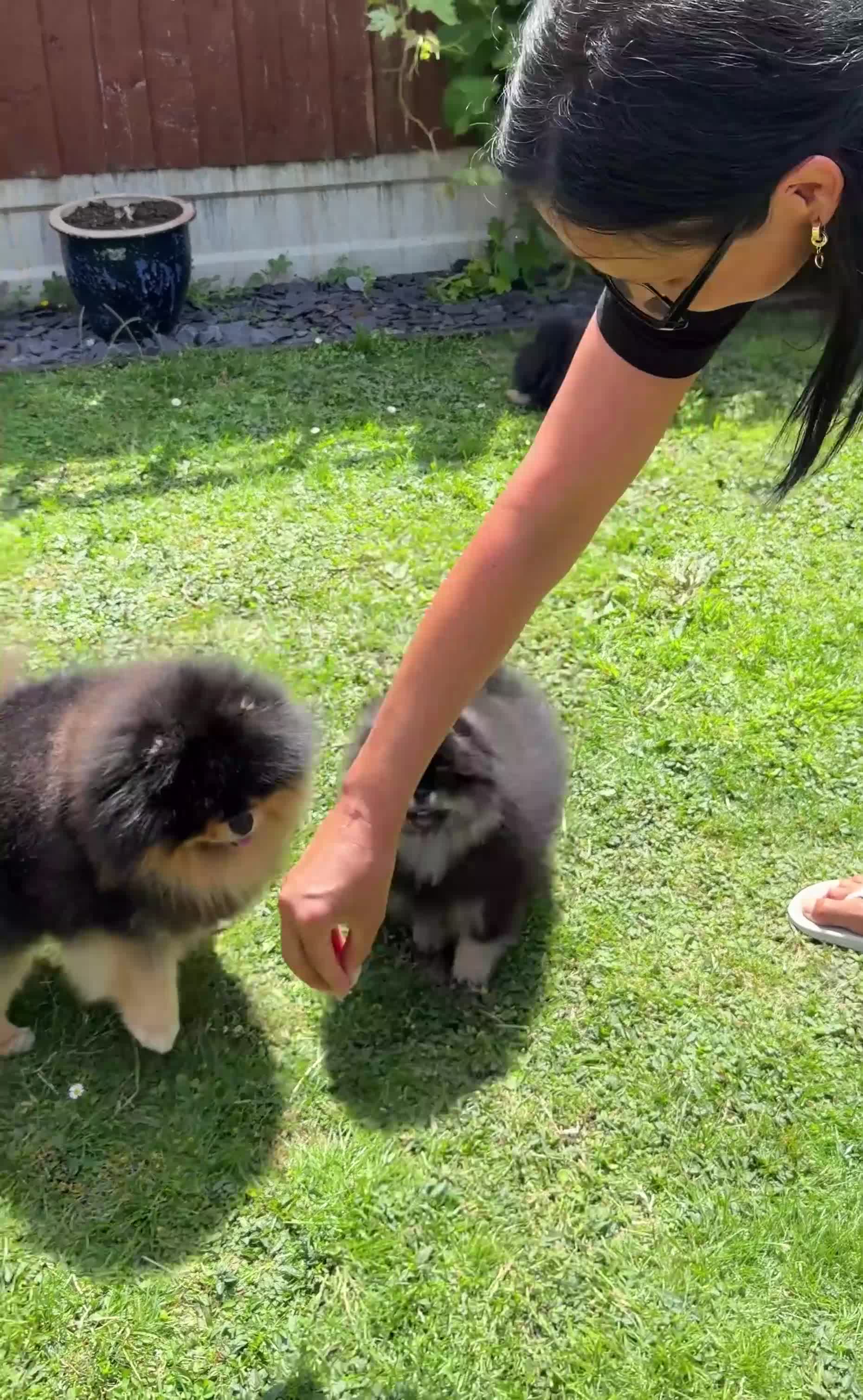 Pomeranian dogs for sale: 👑 Exclusive Rare Black & Tan Boy 👑 - Video 3