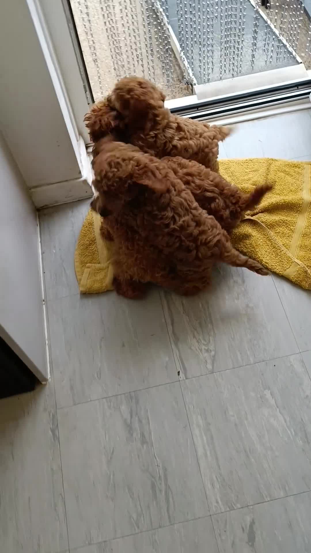 Toy Poodle dogs for sale: KC registered toy poodles for loving homes  - Video 2