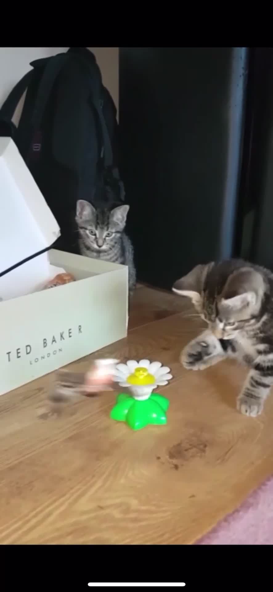 Mixed Breed cats for sale: Gorgeous Siberian forest x kittens ready to go - Video 1