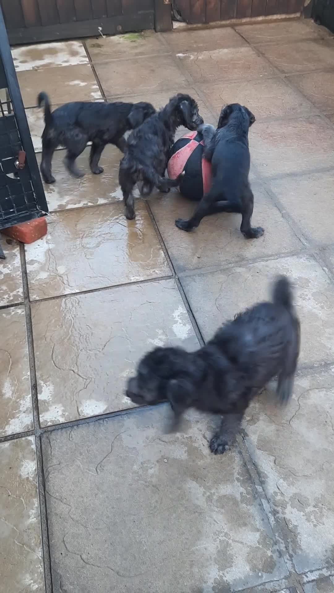 Mixed Breed dogs for sale: bedlington x whippet puppies - Video 1