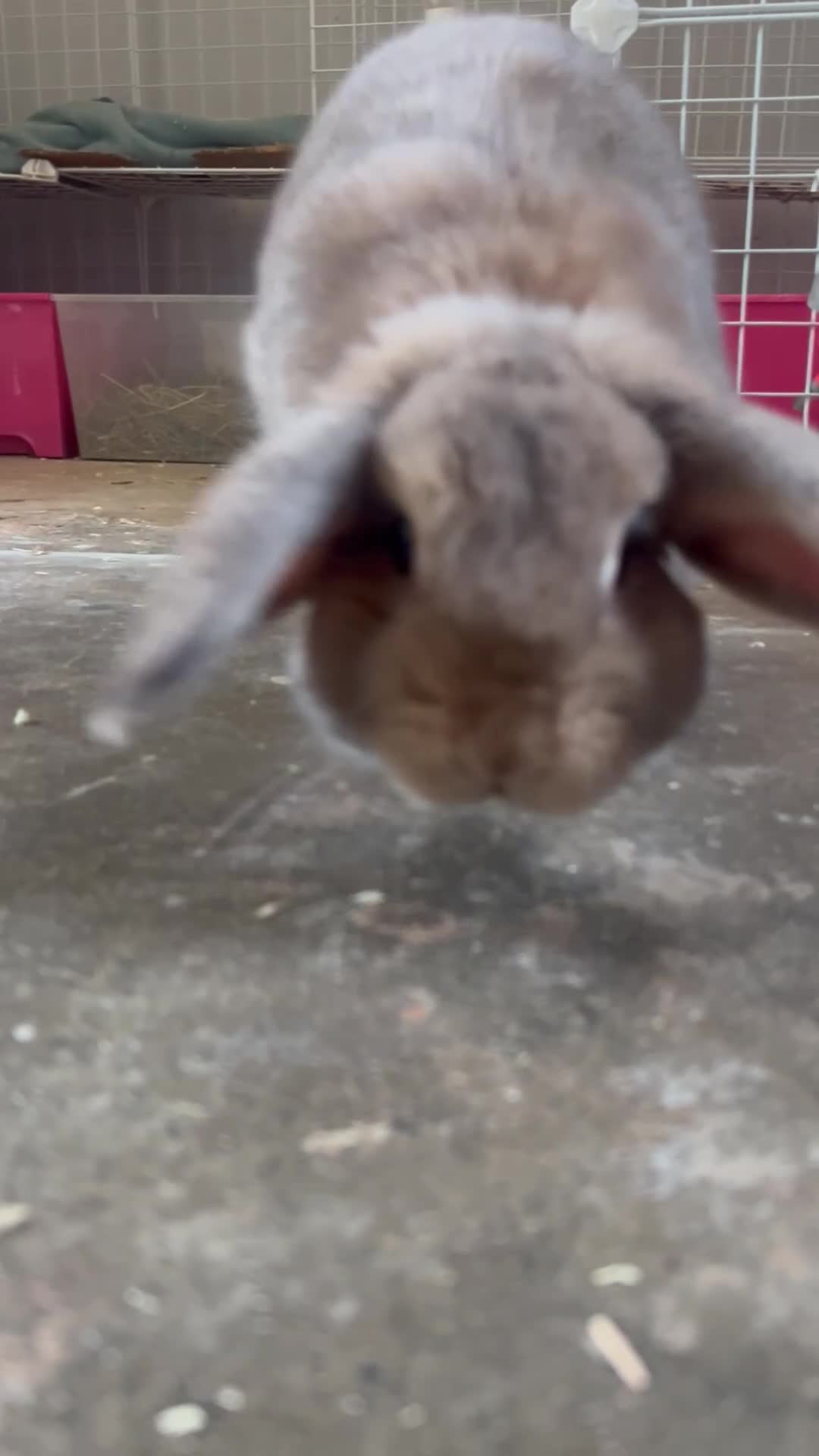 Mini Lop rabbits for sale: Mini lop male rabbit for sale 🤍 - Video 3