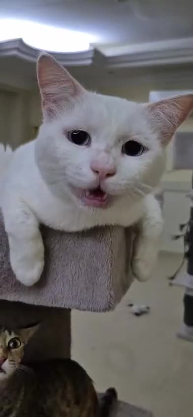 Domestic Shorthair cats for adoption: Azure - Video 2