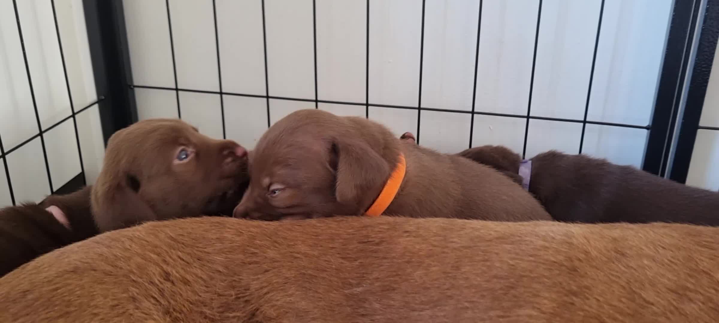 Labrador Retriever dogs for sale: Bundle of Chocolate Joy- Labrador Retrive Puppies - Video 2