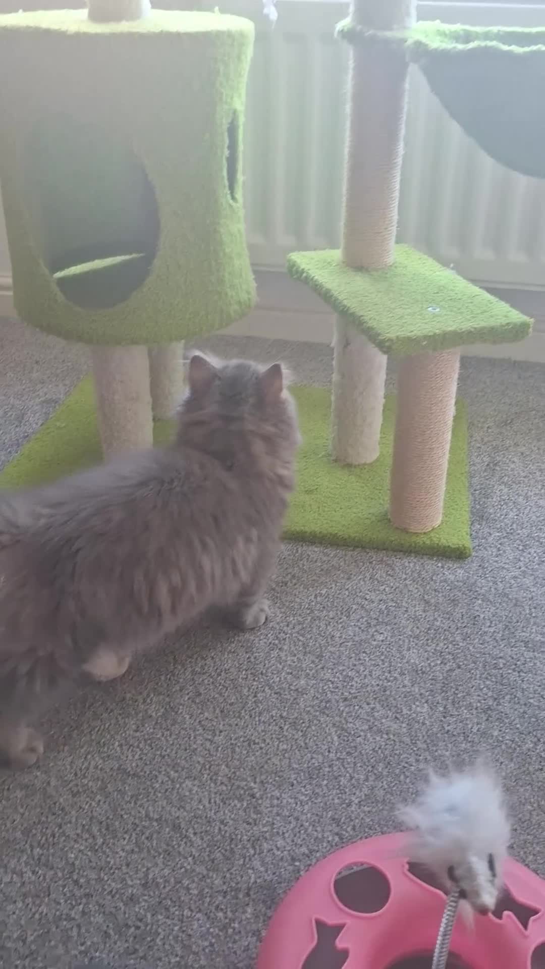 British Longhair cats for sale: Pure bred british long haired grey girl - Video 3