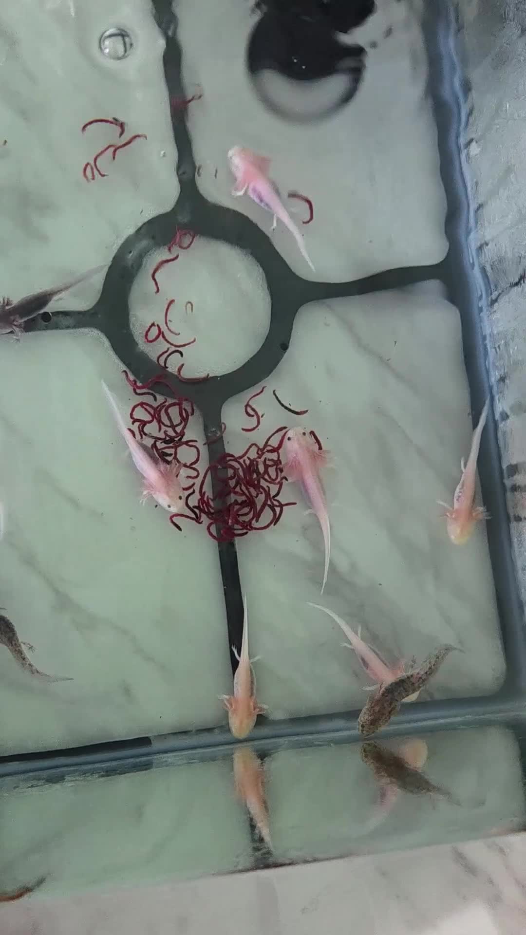 Axolotl reptiles for sale: 3 month old Axolotl's for sale - Video 2