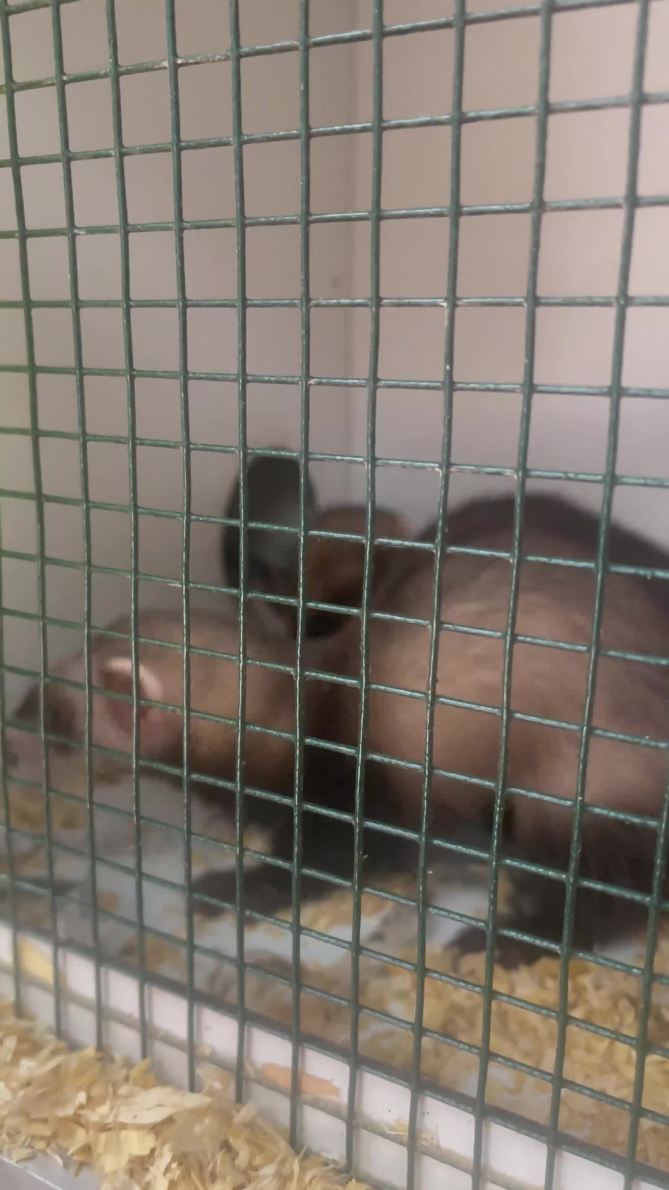 Ferret rodents for sale: 2 Hobs available now - Video 2