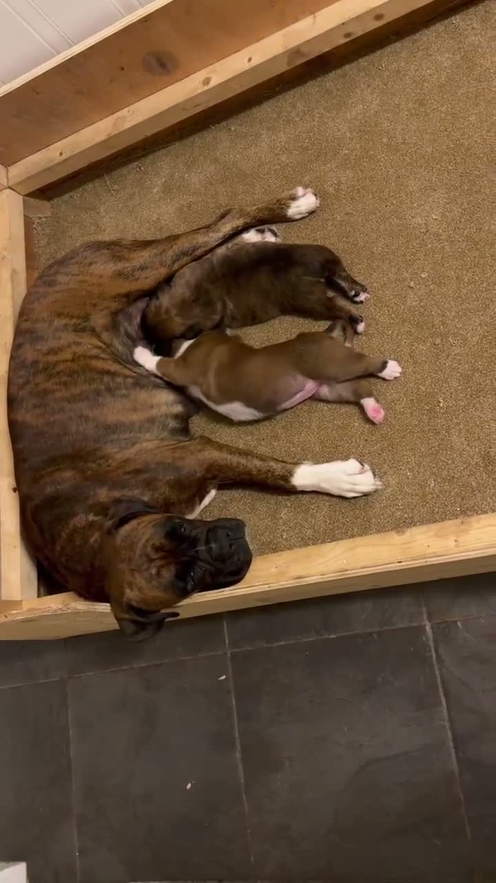Boxer dogs for sale: Gorgeous Boxer Babies  - Video 1