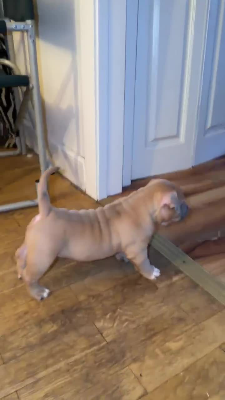 American Bully dogs for sale: Glasgow Star bullys on Instagram  - Video 2
