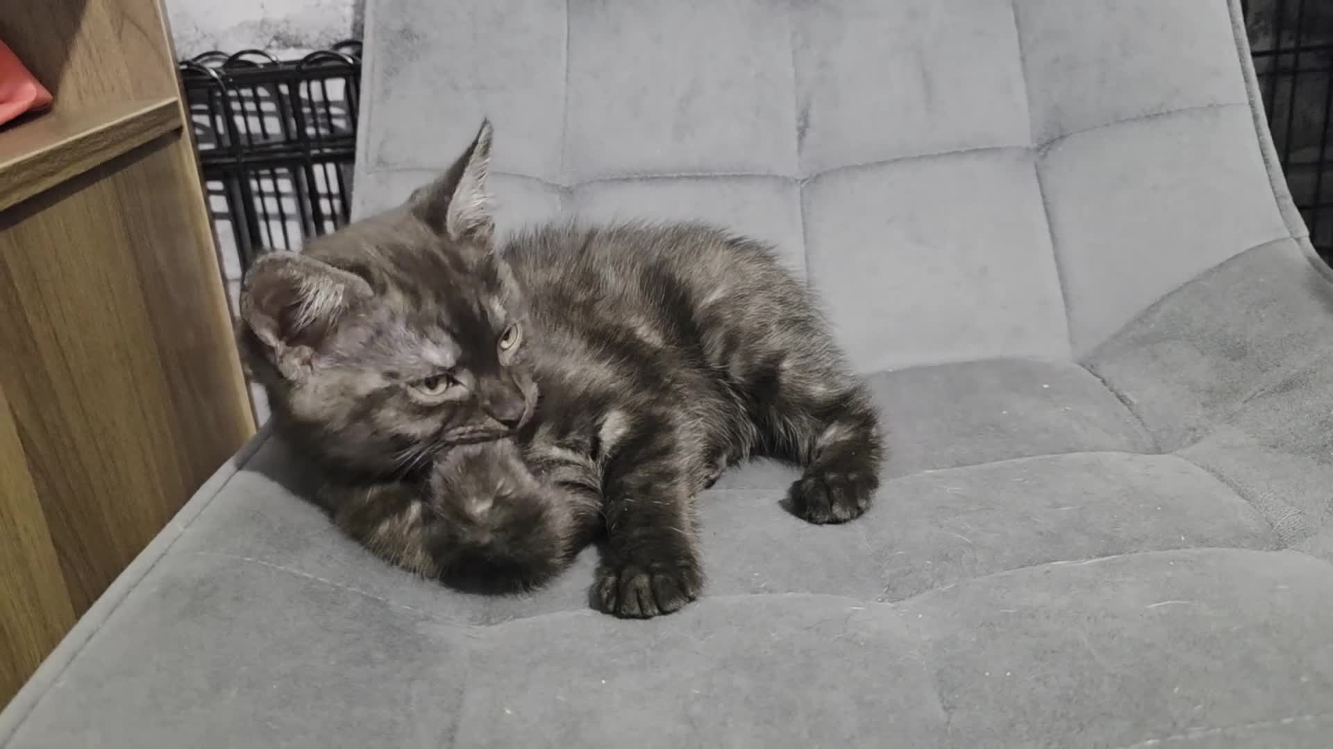 Mixed Breed cats for sale: Bonded sisters looking for forever home - Video 4