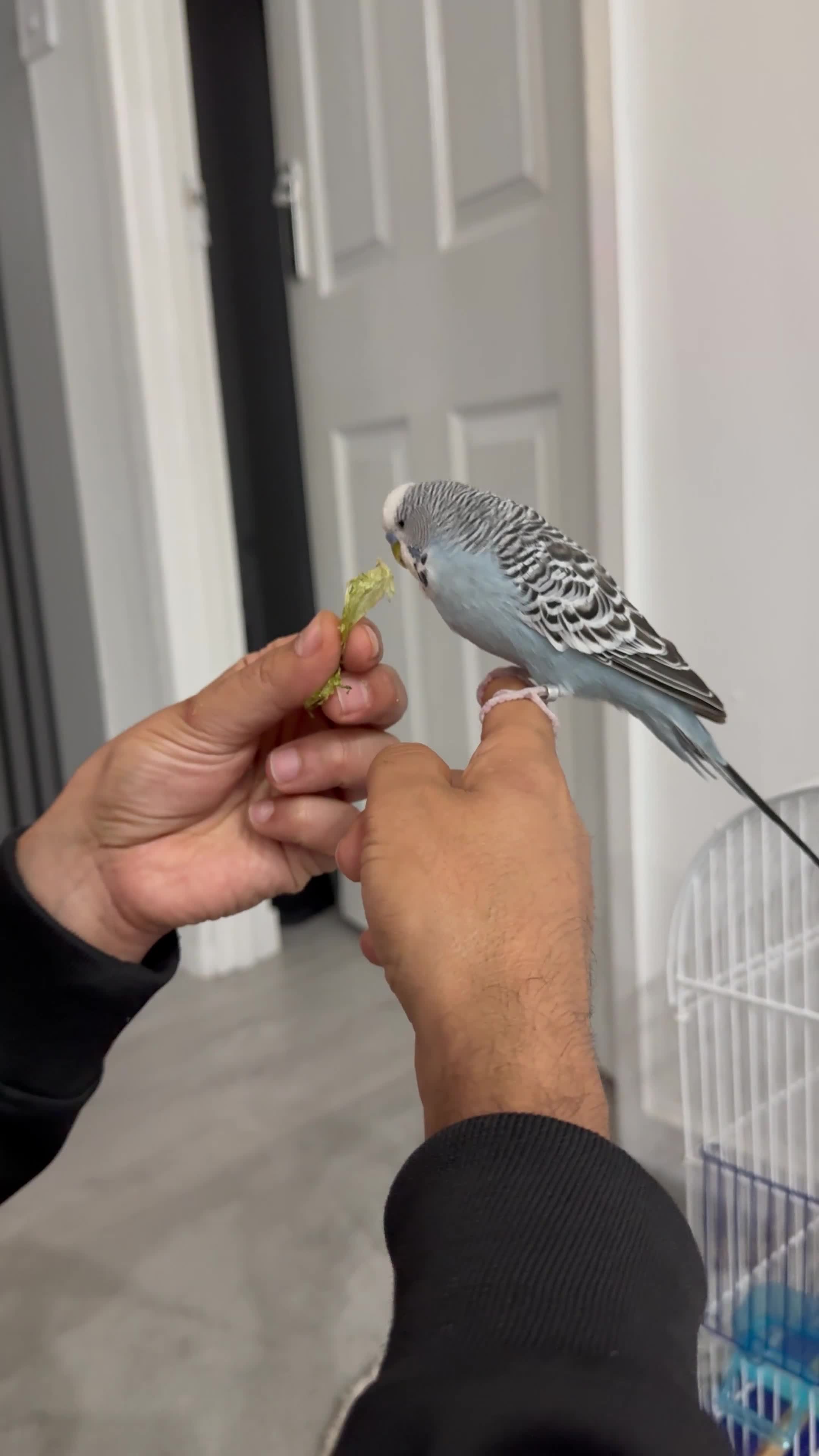 Budgerigars birds for sale: Budgie tamed and very interactive - Video 1
