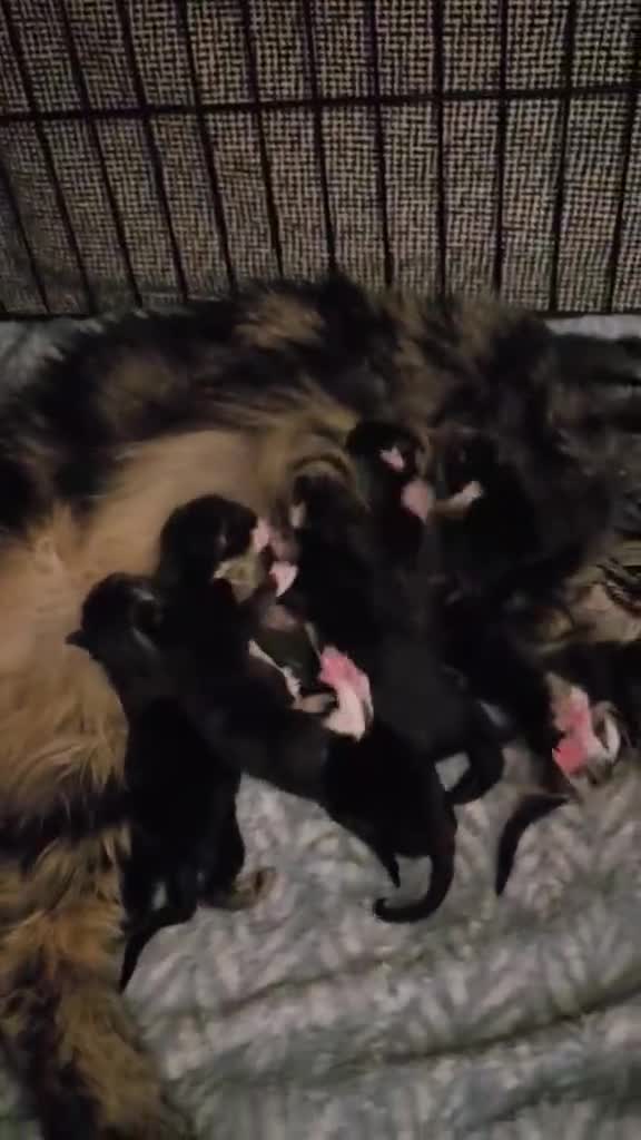 Maine Coon cats for sale: 8 Maine Coon kittens. - Video 1