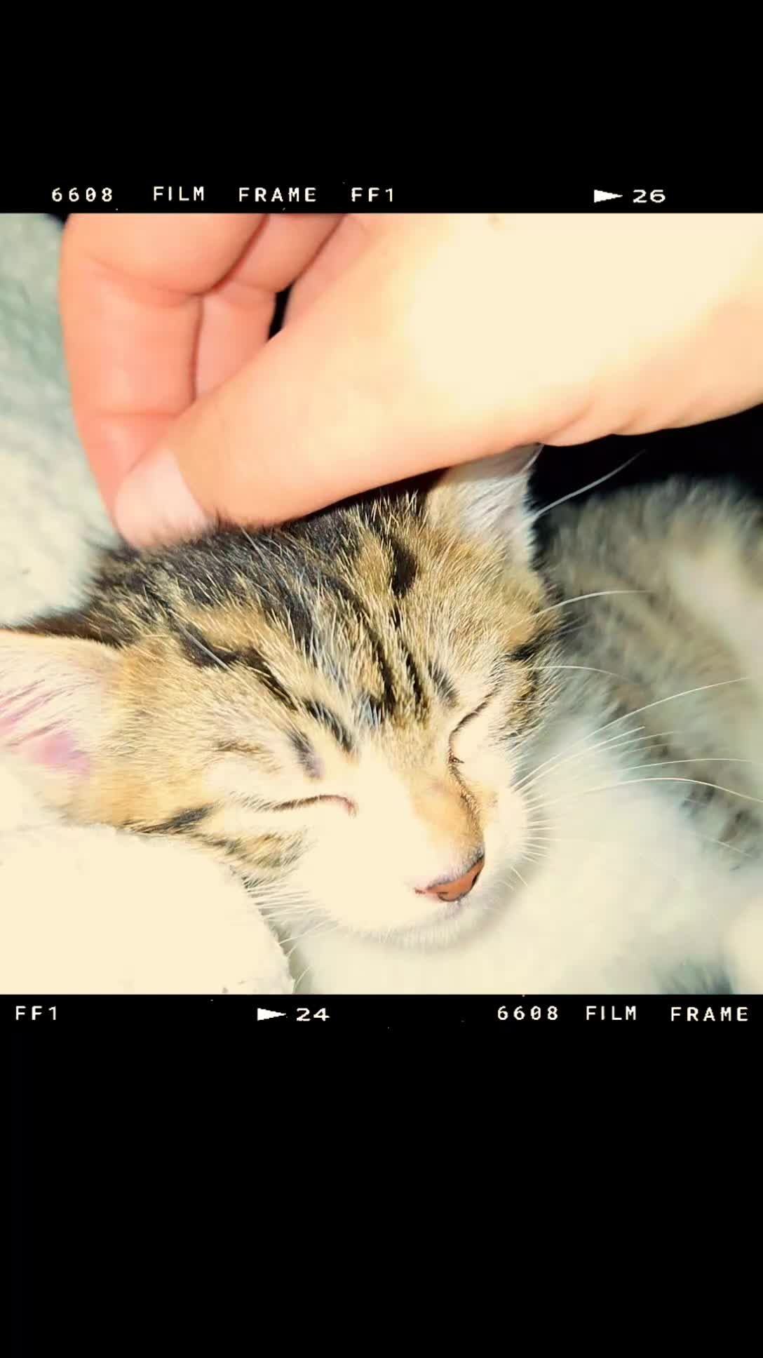 Mixed Breed cats for sale: Female Tabby Kitten  - Video 1