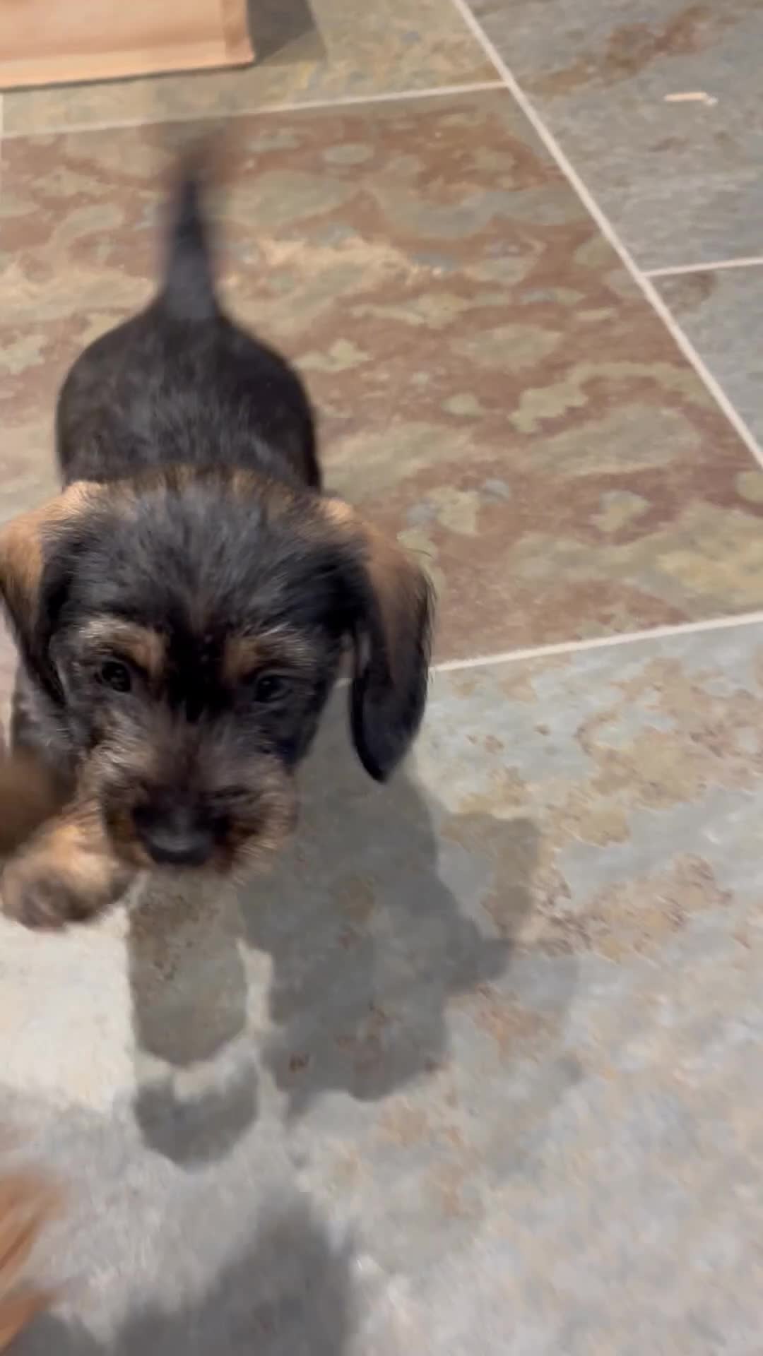 Miniature Dachshund dogs for sale: Lovely Miniature Wired hair dachshund male  in Cairndow - Video 1