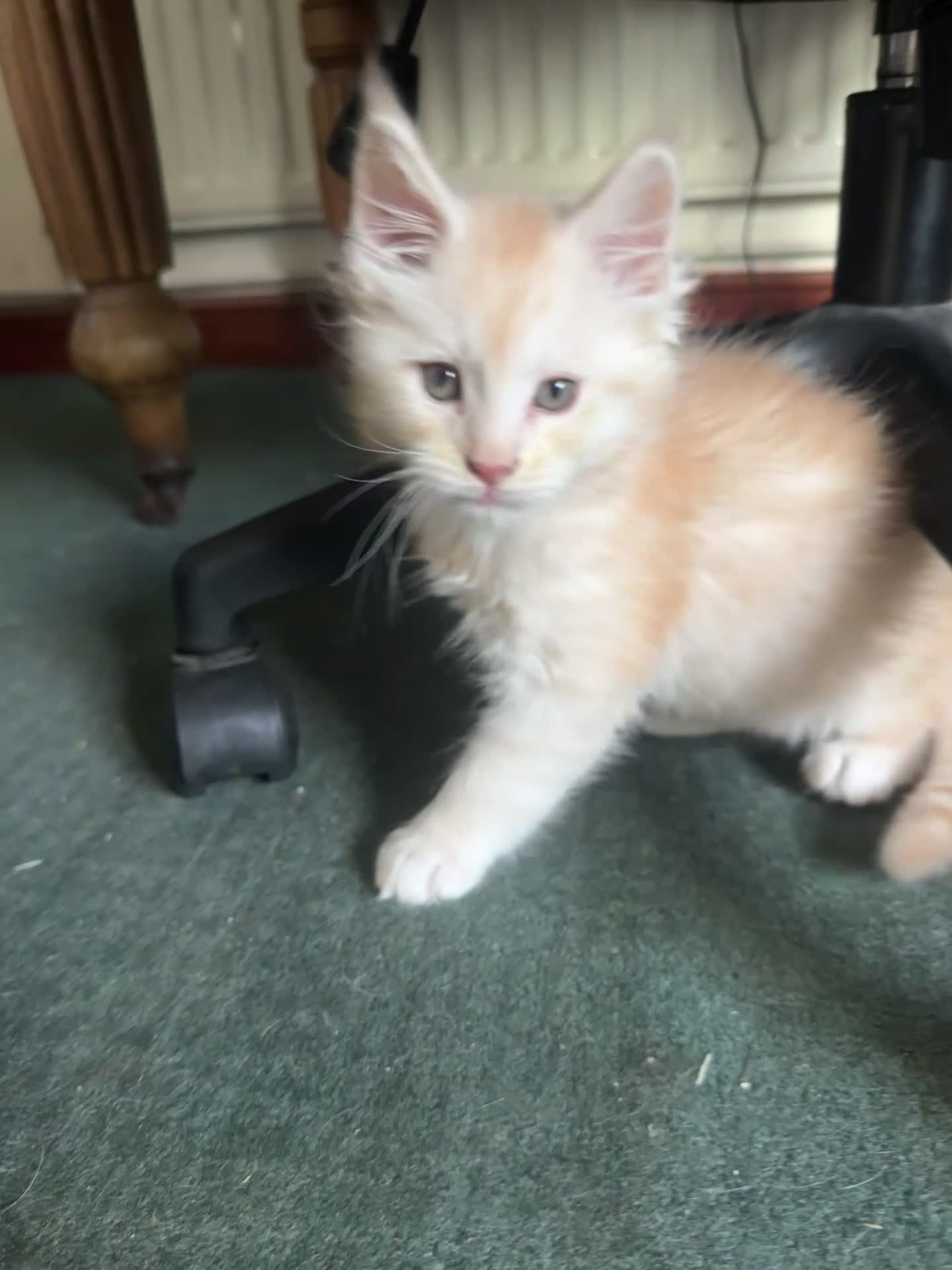 Maine Coon cats for sale: Beautiful Maine Coons in Stafford - Video 1