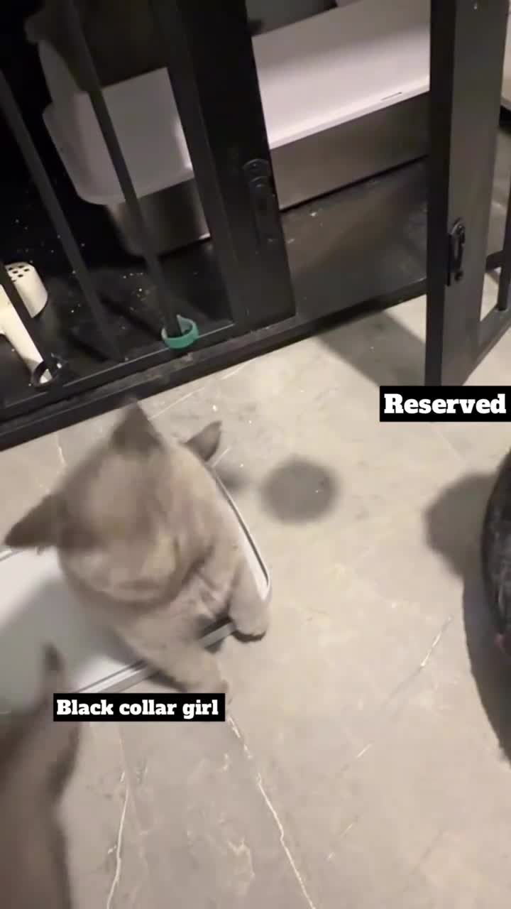 British Shorthair cats for sale: Full pedigree. Bsh kittens  - Video 2