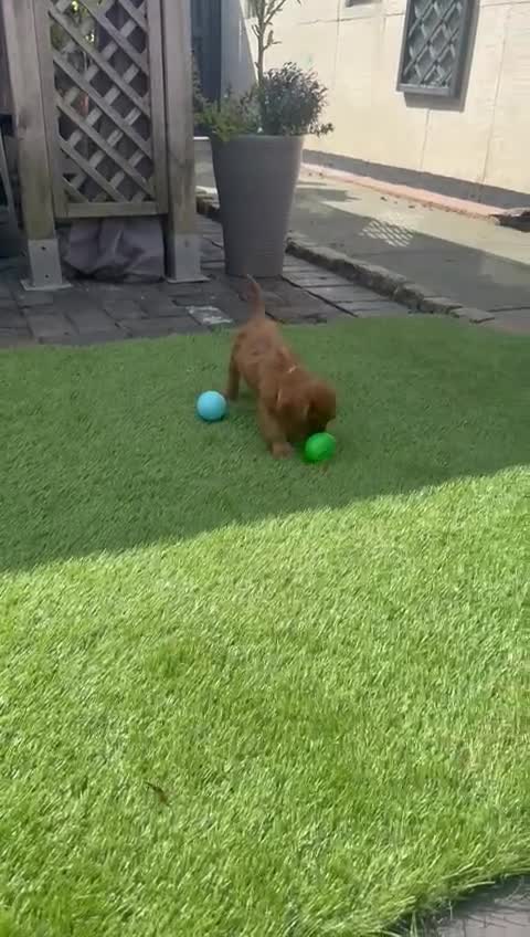 Cavalier King Charles Spaniel dogs for sale: Kc registered Ruby red King Charles spaniels - Video 2