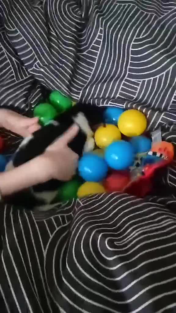 Jack Russell dogs for sale: Full pedigree jack russle pups  - Video 2