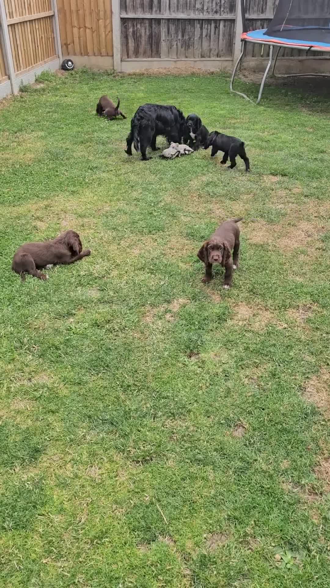 Sprocker dogs for sale: 2 black males !!! 😍 Beautifully marked sprocker! - Video 2