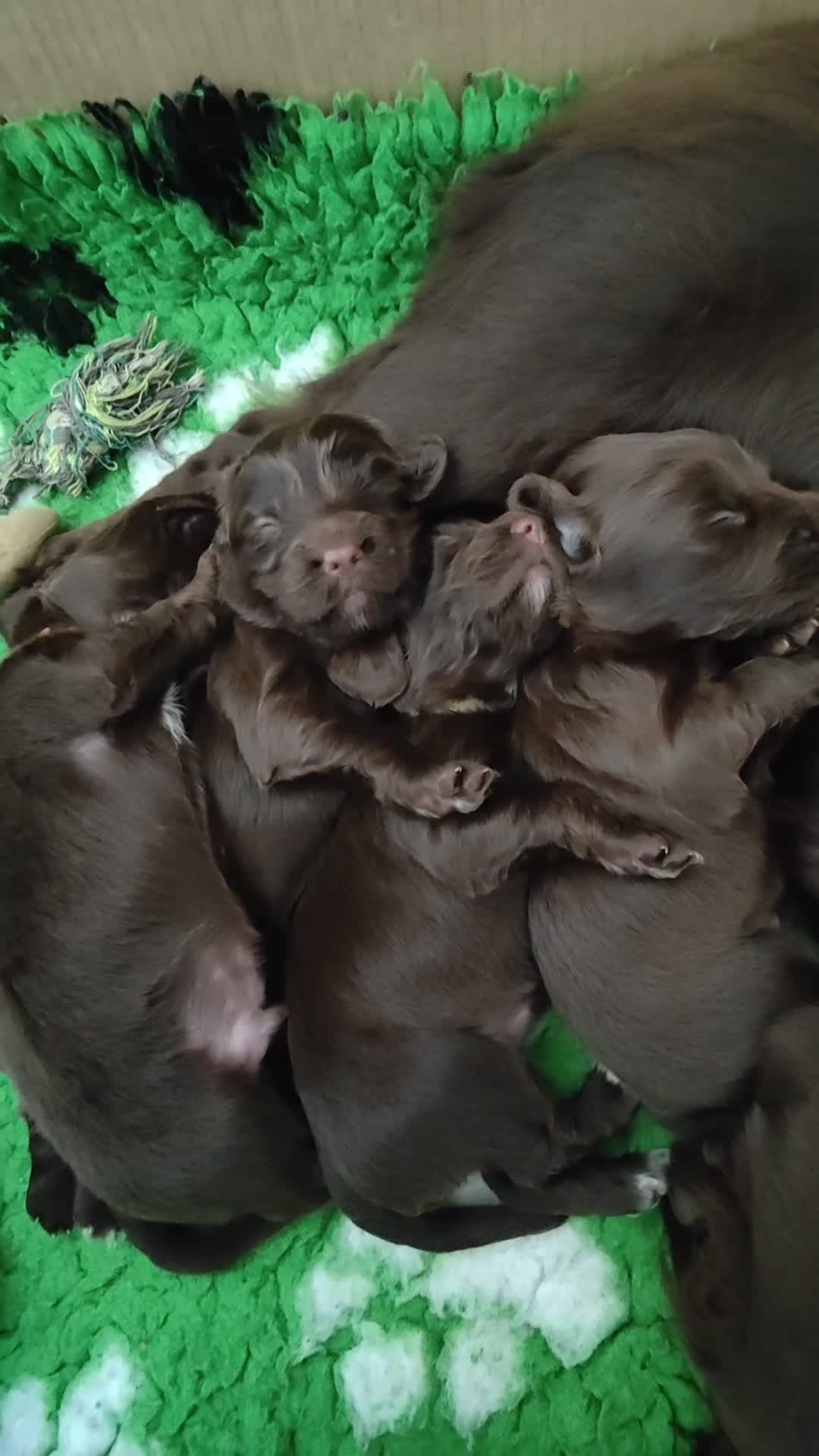 Cocker Spaniel dogs for sale: Beautiful Chocolate Cocker Spaniels (worker) in Ross-on-Wye - Video 1