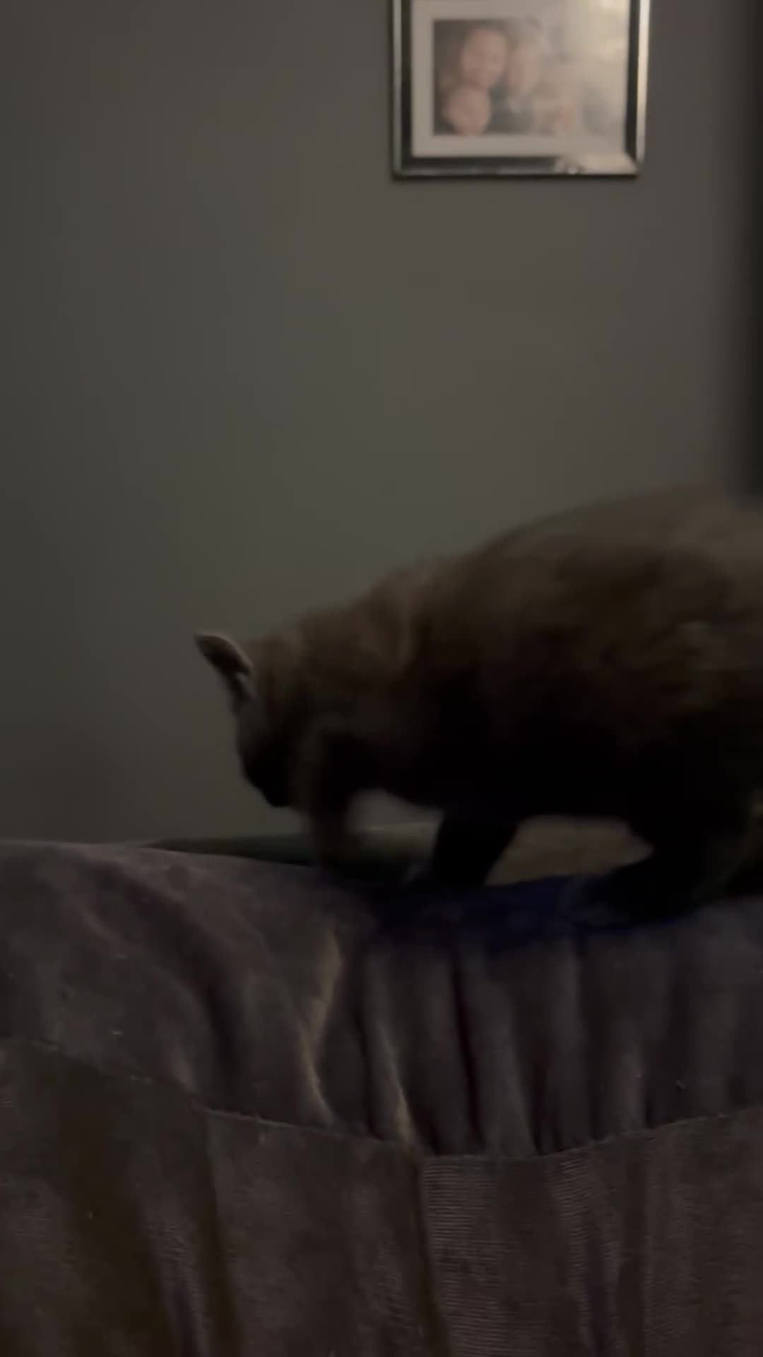 Mixed Breed cats for sale: 4 perfect little kittens - Video 3