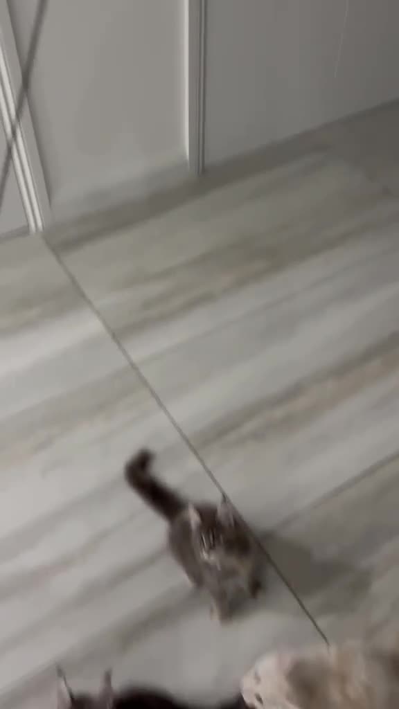 Maine Coon cats for sale: ❤️❤️ONLY ONE LEFT❤️❤️ Maine Coon Kittens for sale - Video 1