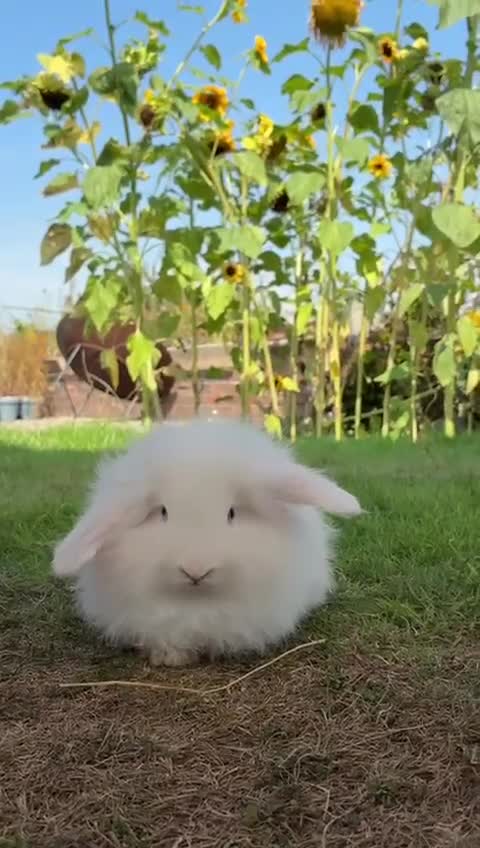 Angora rabbits for sale: Teddy widder rabbits for sale  - Video 1