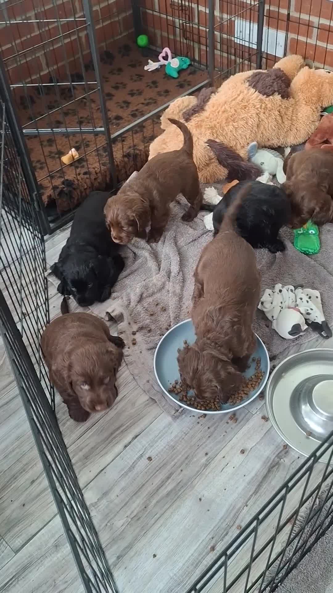Mixed Breed dogs for sale:  Rare Little Glossy Chunks of Spaniel - Video 2