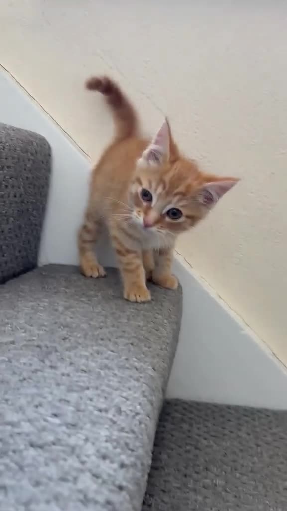 Mixed Breed cats for sale: 1/4 Bengal Fluffy Ginger Male Kitten - Video 1