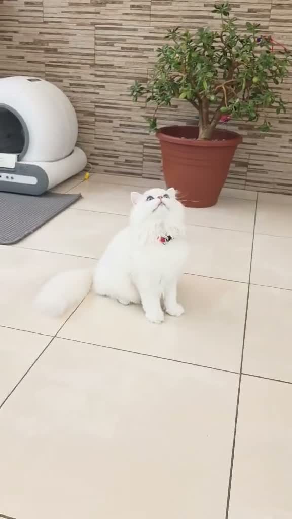 British Longhair cats for sale: Stunning British Longhair Kittens – Champion  - Video 3