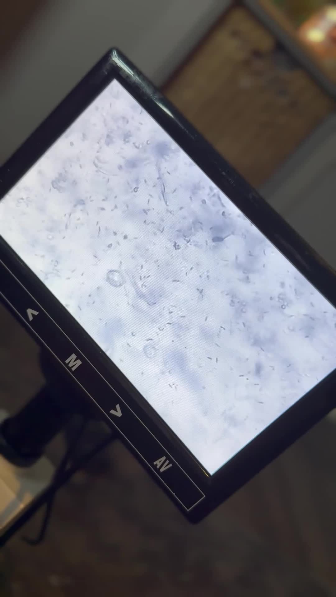 Pomeranian dogs for stud: Beautiful kc chocolate Merle for stud 🍫  - Video 1