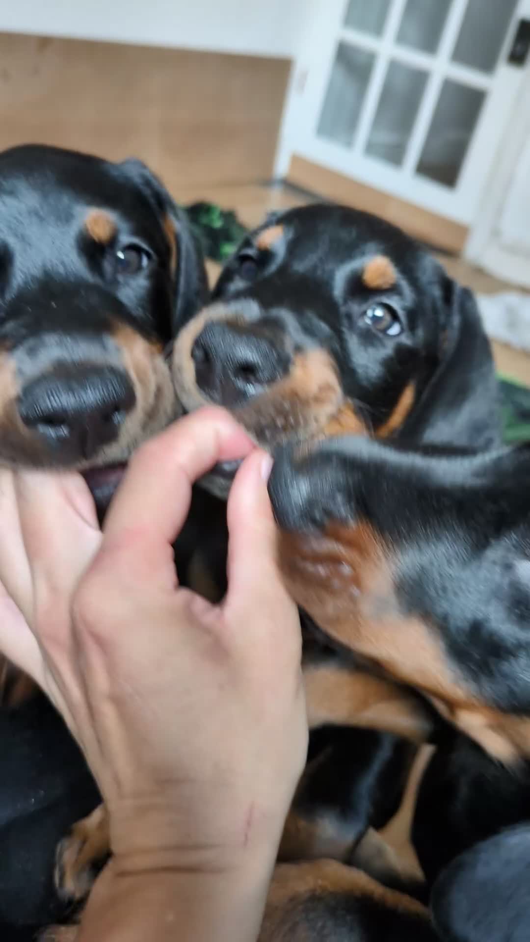 Dobermann dogs for sale: Beautiful Doberman puppies 3 boys 3 girls for sale - Video 3