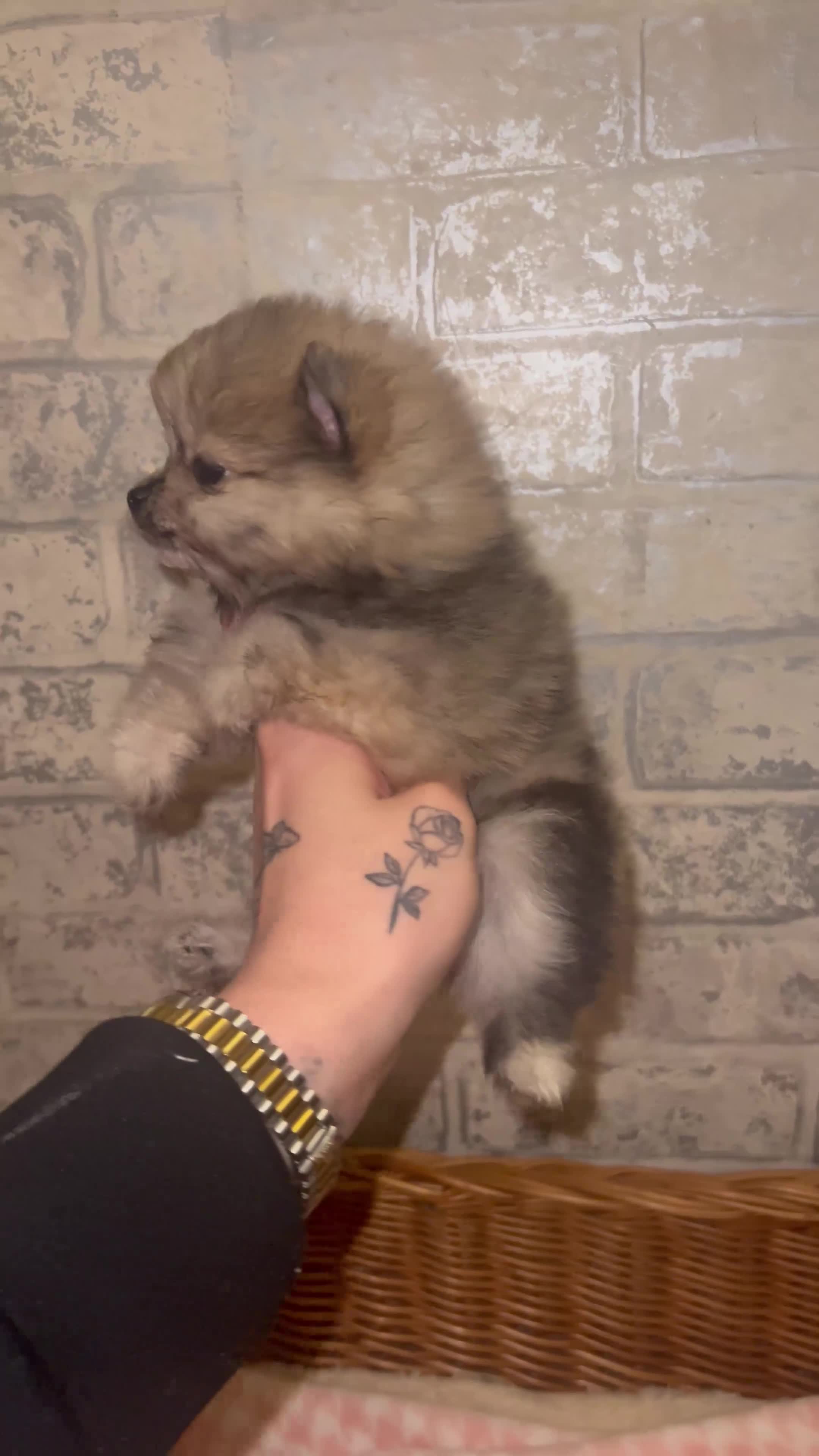 Pomeranian dogs for sale: ✨🖤Merle toy Russian Pomeranian 🖤✨ - Video 2
