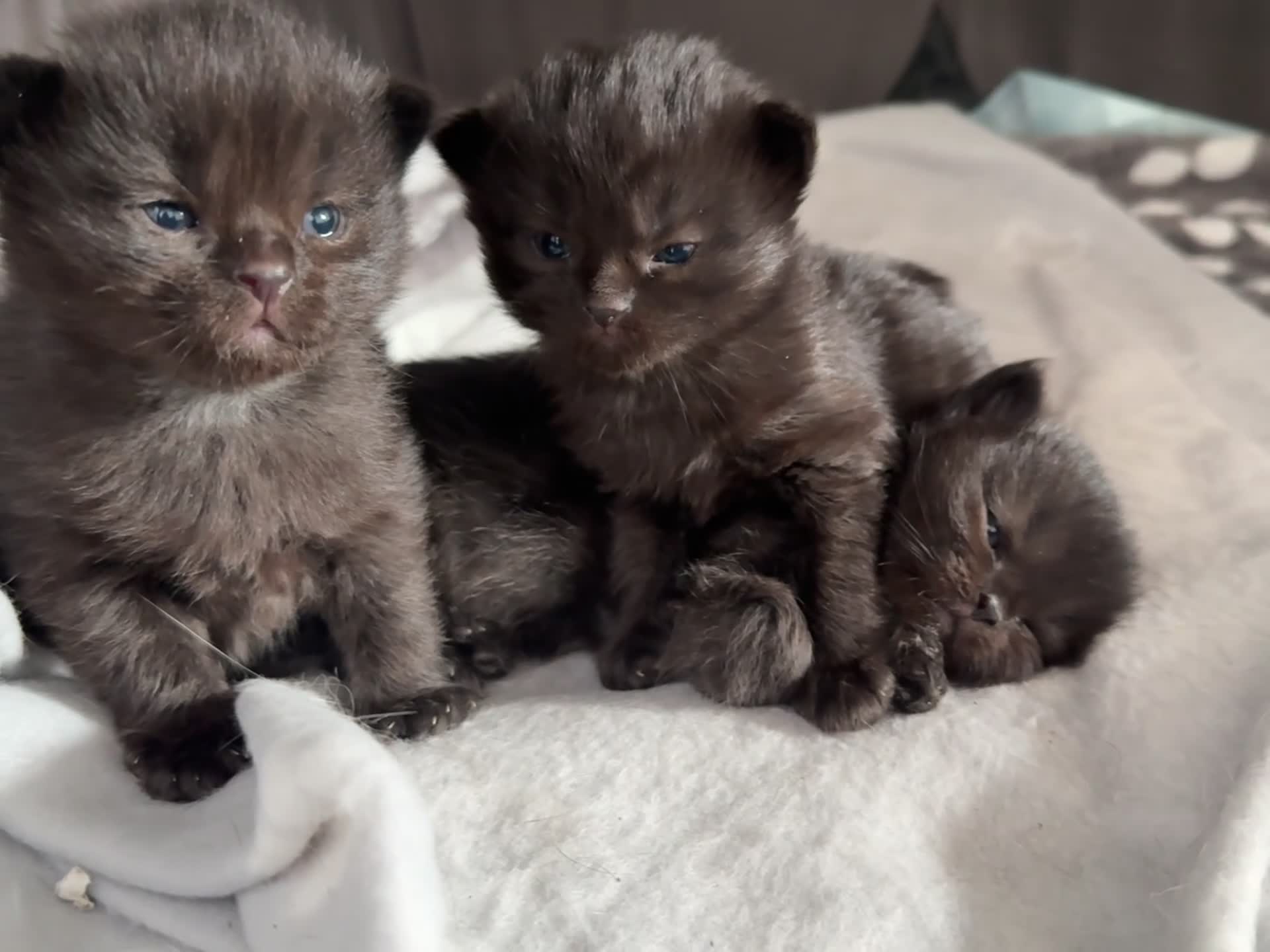 Mixed Breed cats for sale: 3 healthy kittens  - Video 1