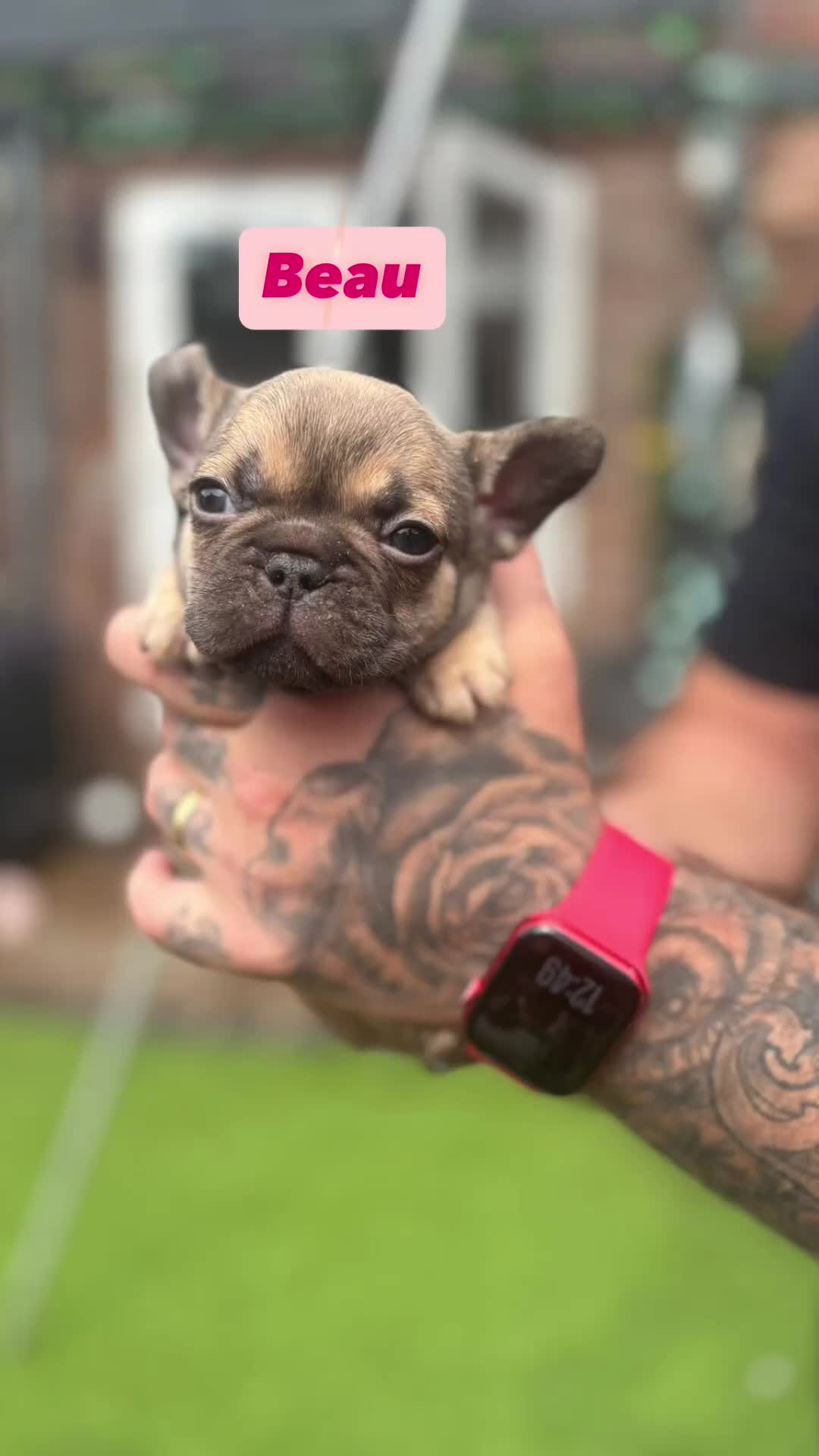 French Bulldog dogs for sale: French bulldog puppies  - Video 2