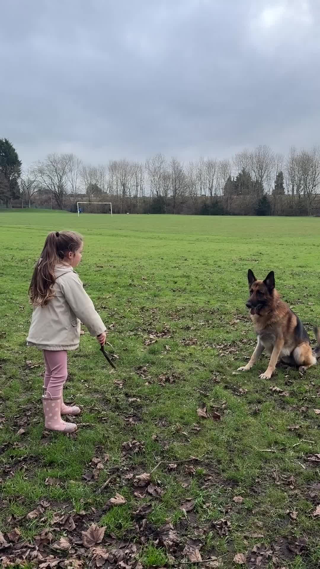 German Shepherd dogs for stud: For Stud Only in Newton-le-Willows - Video 1
