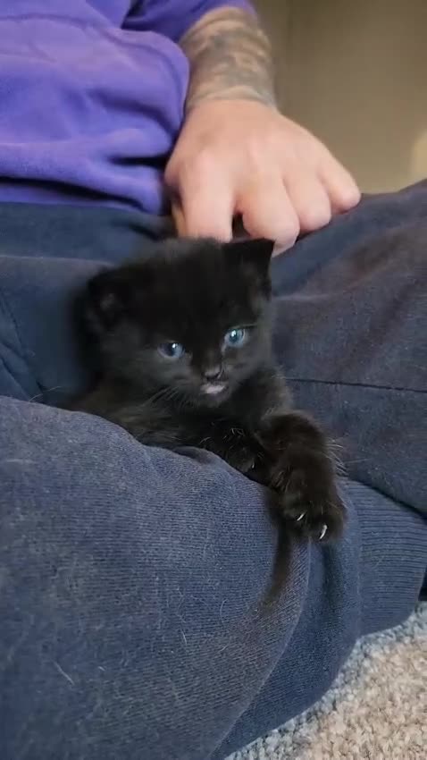 Mixed Breed cats for sale: Female kitten for FREE - Video 1